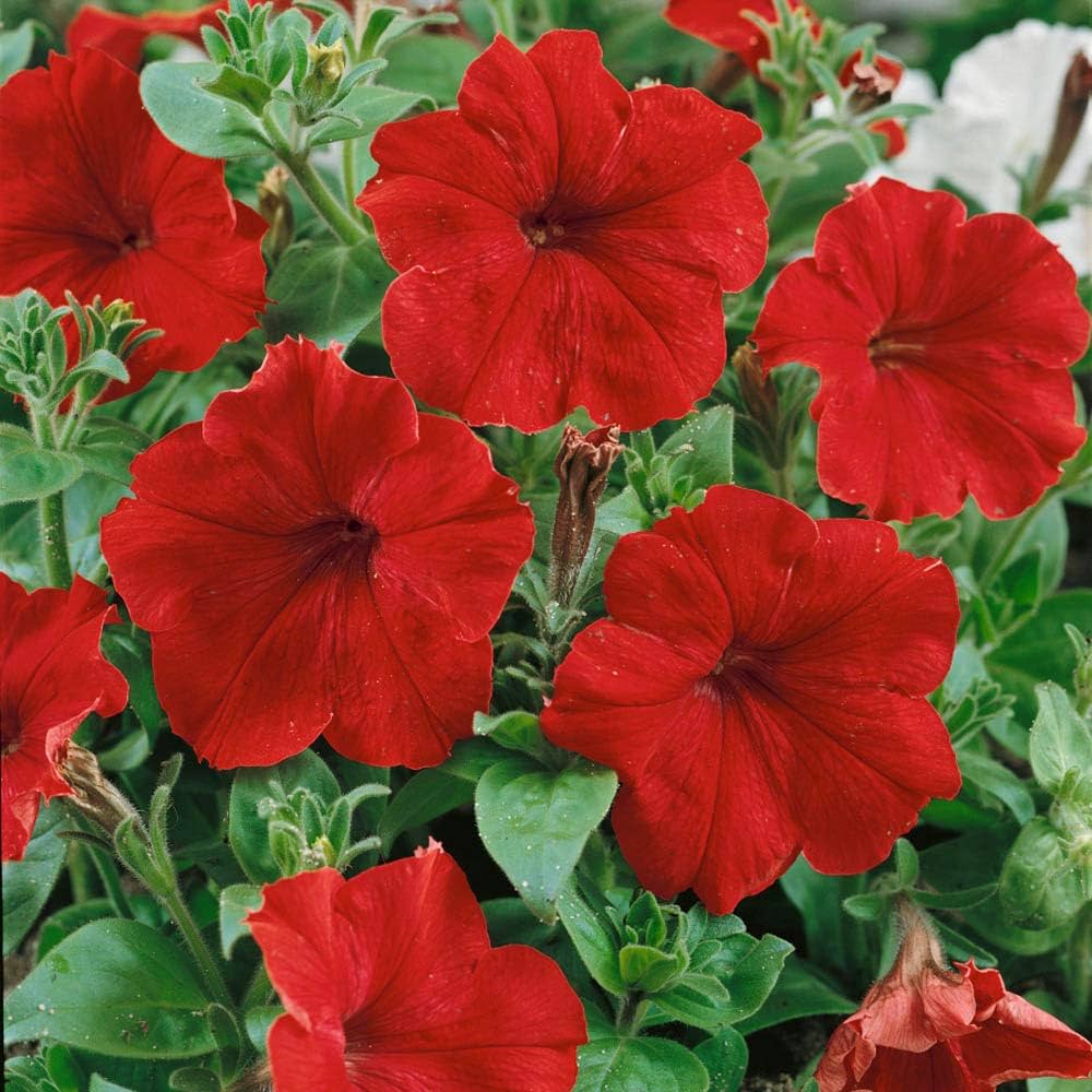 Pelletized Logro Floribunda Rot Petunie Samen zur Aussaat Classic Rot Blumen