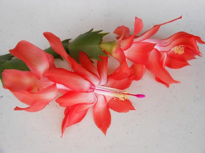 Orange (orange schlumbergera) samen for anpflanzung in home garten