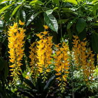 Endangered Jade Blumensamen zur Aussaat duftend Blüten Traditionssorte & ohne Gentechnik Samen Hausgarten