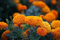 Orange Wicke Blumensamen zur Aussaat farbenfroh Schau Traditionssorte & ohne Gentechnik Samen Hausgarten