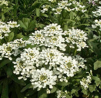 Weiß Amara Empress Candytuft Samen elegant Weiß Blumen