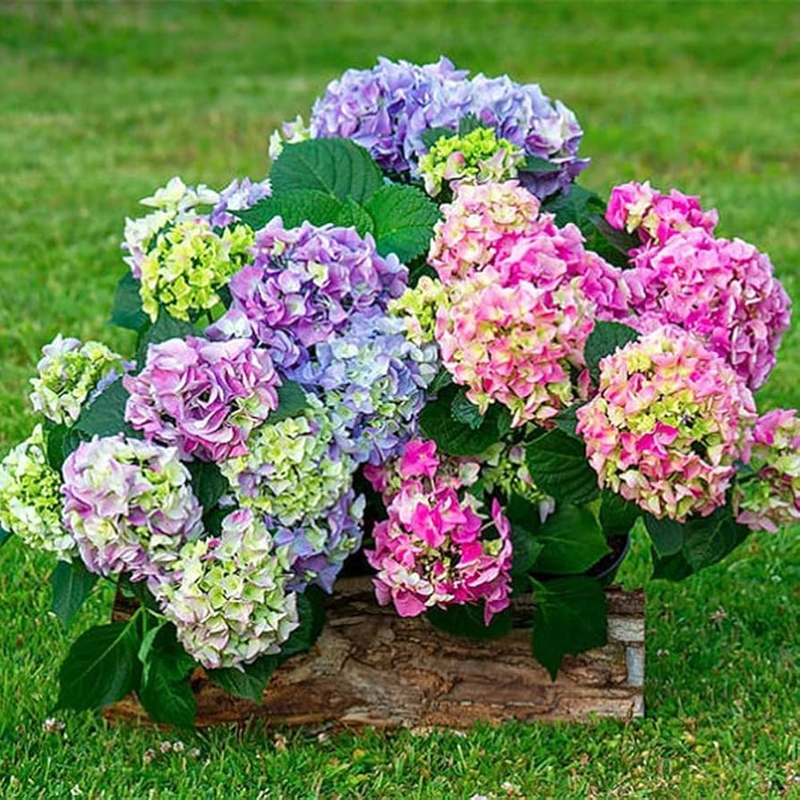 Gemischt Hortensie Blumensamen zur Aussaat – Landhaus Garten wichtig – Traditionssorte & ohne Gentechnik Samen Hausgarten