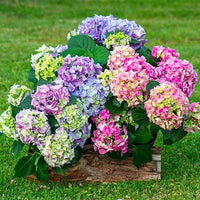 Gemischt Hortensie Blumensamen zur Aussaat – Landhaus Garten wichtig – Traditionssorte & ohne Gentechnik Samen Hausgarten