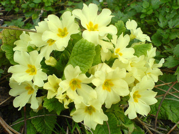 Gelb Schlüsselblume Blumensamen zur Aussaat – Halbschatten verträglich Traditionssorte & ohne Gentechnik Samen Hausgarten
