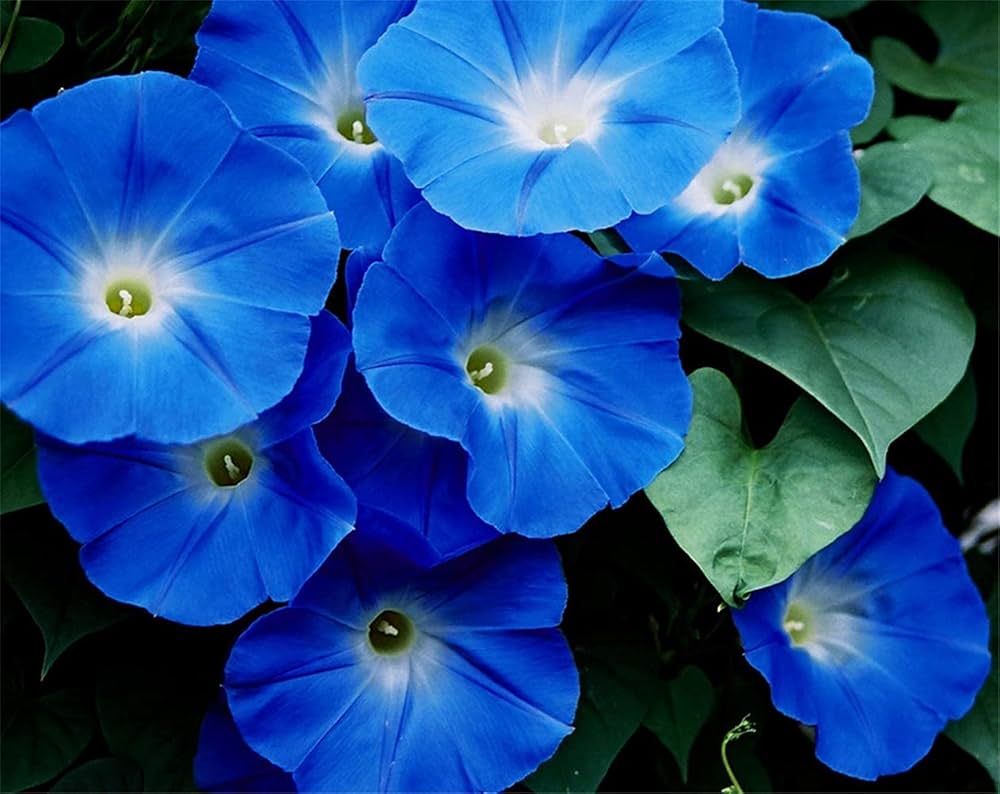 Blau Phantom Petunie Samen – Traditionssorte ohne Gentechnik lang Blüte Blumen Hausgarten Aussaat