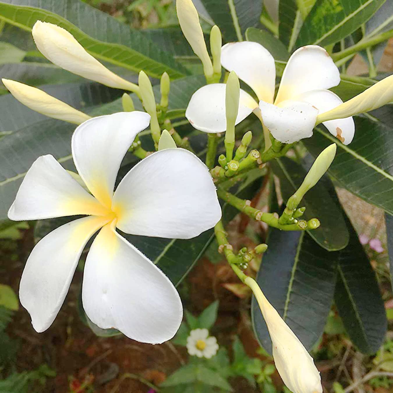 Weiß Frangipani Blumensamen zur Aussaat – kompakt Wuchs – Traditionssorte & ohne Gentechnik Samen Hausgarten