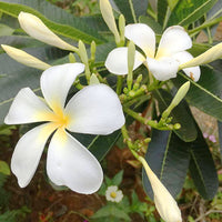 Weiß Frangipani Blumensamen zur Aussaat – kompakt Wuchs – Traditionssorte & ohne Gentechnik Samen Hausgarten