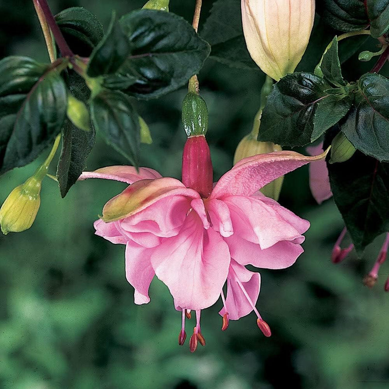 Fuchsias blume samen for anpflanzung - hardy variety, heirloom & gmo free samen for home garten
 
 sale for anpflanzung in home garten