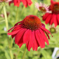Echinacea Samen zur Aussaat Echinacea Purpurea Blume Beet Bestäuber Garten