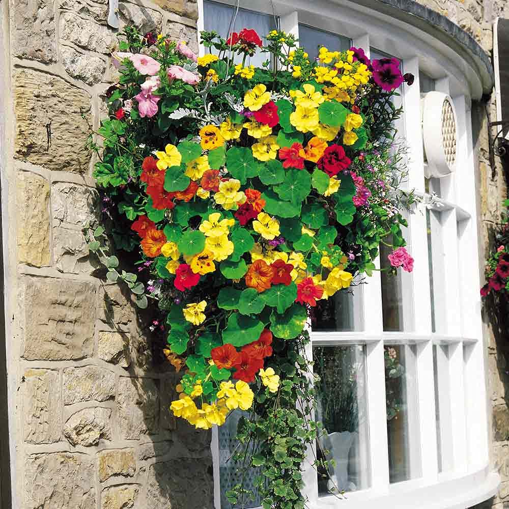 Nasturzio Jewel Mischung Blumensamen – leuchtend – Edible Blüten
