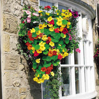 Nasturzio Jewel Mischung Blumensamen – leuchtend – Edible Blüten