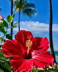 Fiji hibiscus hibiscus rosa-sinensis for anpflanzung in garten