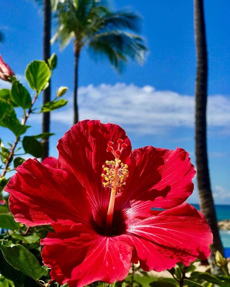 Fiji hibiscus hibiscus rosa-sinensis for anpflanzung in garten