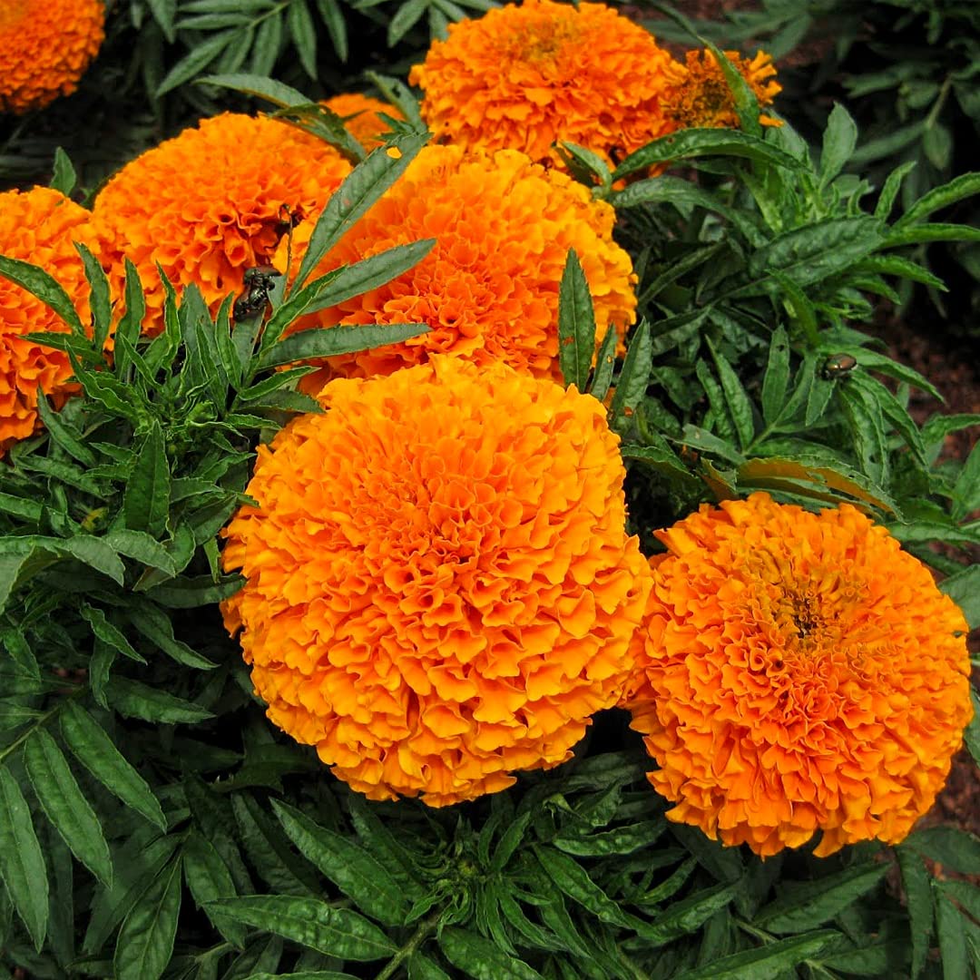 Orange Aztec Studentenblume Blumensamen leuchtend einjährig Gärten