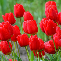 Tulpe Mischung Samen leuchtend Frühling Blume Schauanlagen