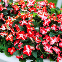Impatiens Weiß-Rot-Mischung Blume Mischung Samen zur Aussaat Blume Beet