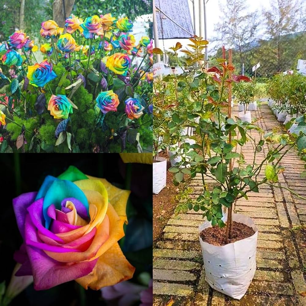 Braun Rainbow Potted Rose Blumensamen zur Aussaat Bestäuber freundlich Traditionssorte & ohne Gentechnik Samen Hausgarten