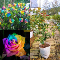 Braun Rainbow Potted Rose Blumensamen zur Aussaat Bestäuber freundlich Traditionssorte & ohne Gentechnik Samen Hausgarten