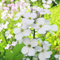Dame’s Rocket Blumensamen zur Aussaat Hesperis Matronalis Blume Beds
