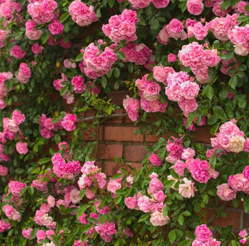 Rose Rosa kletternd mehrjährig Rose Samen zur Aussaat leuchtend Traditionssorte & ohne Gentechnik Samen Hausgarten