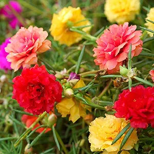 Moss Rose Tequila Mischung Portulaca Samen leuchtend und Resilient Blüten