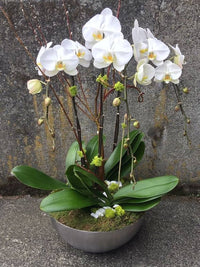 Gemischt Schmetterlingsorchidee Orchidee Blumensamen zur Aussaat saisonal Dauerblüher Traditionssorte & ohne Gentechnik Samen Hausgarten