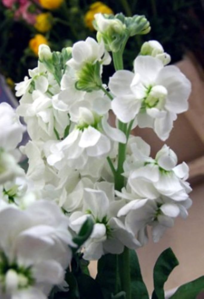 Abend Duft Stock Karmesinrot Samen – duftend Crimson Night-Scented Blumen