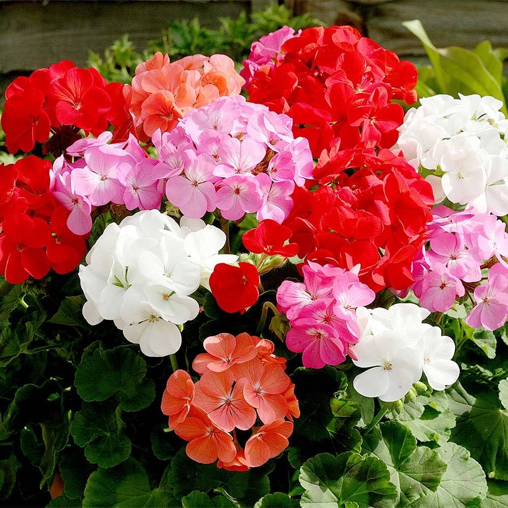 Geranium blume samen for anpflanzung - low maintenance, heirloom & gmo free samen for home garten
 
 sale for anpflanzung in home garten.