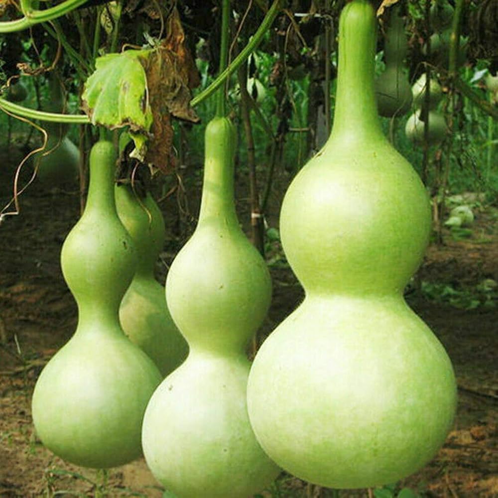 Dipper Pumpkin Samen zum Pflanzen  Grow Your Own Pumpkins
