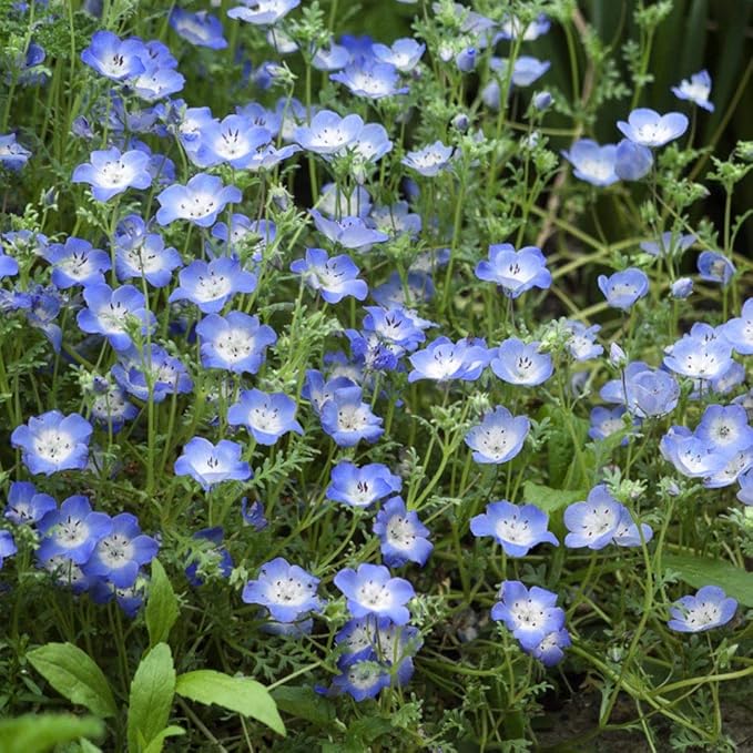 klein-Blau Eyes Samen (Nemophila Menziesii) Charming – Blau Blüten