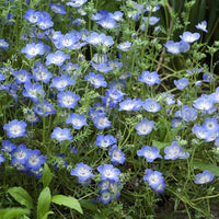 klein-Blau Eyes Samen (Nemophila Menziesii) Charming – Blau Blüten