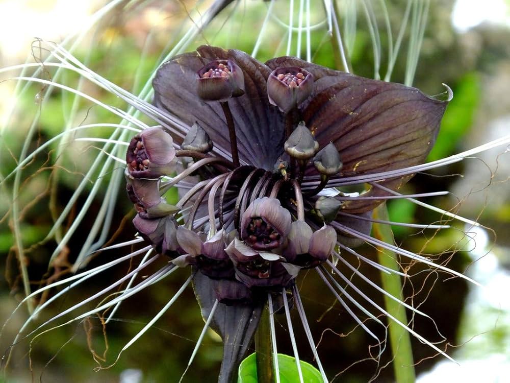 Tacca Chantrieri Blumensamen zur Aussaat Anzucht Traditionssorte & ohne Gentechnik Samen Hausgarten