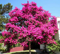Crepe Myrtle Baum Samen (Lagerstroemia Indica) blühend Trees