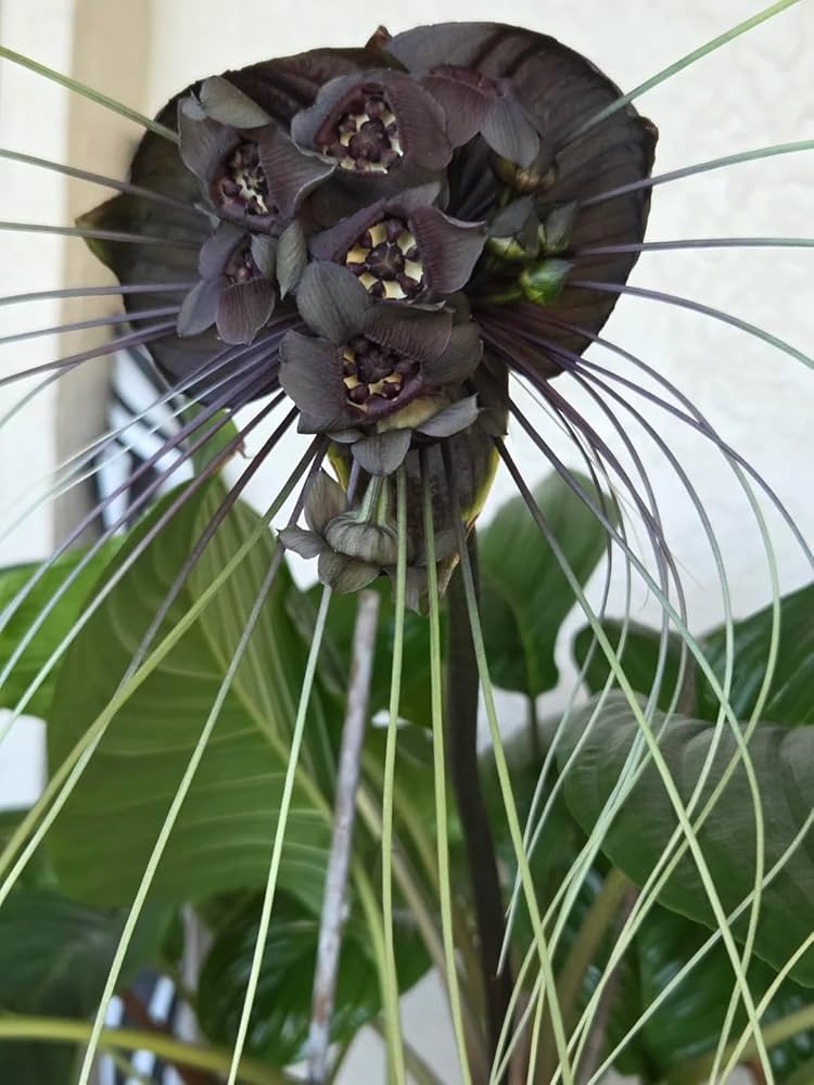 Schwarz Chantrieri Blumensamen zur Aussaat Landhaus Garten wichtig Traditionssorte & ohne Gentechnik Samen Hausgarten