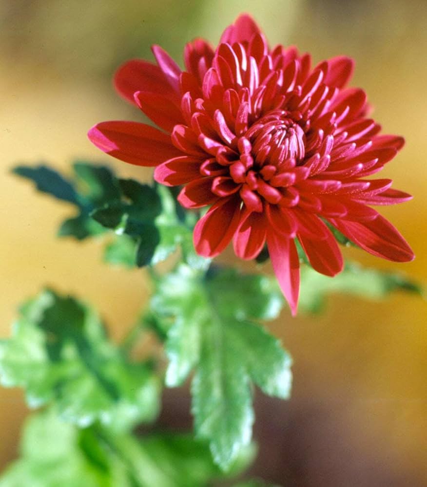 Chrysantheme Morifolium Rot Samen zur Aussaat Blume Beet Balcony Garten