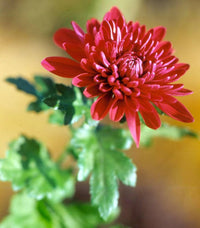 Chrysantheme Morifolium Rot Samen zur Aussaat Blume Beet Balcony Garten
