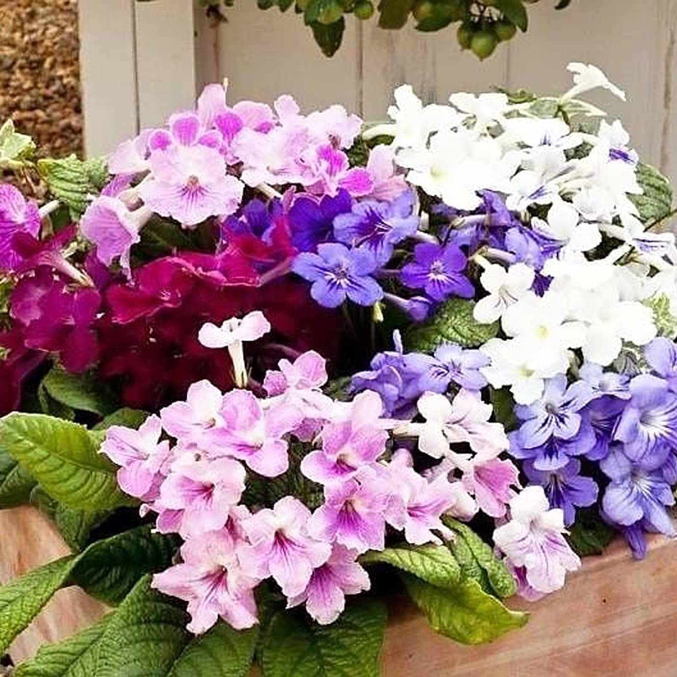 Italy Cape Schlüsselblume Streptocarpus spp Blumensamen zur Aussaat für Innenräume Garten und Containers