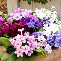 Italy Cape Schlüsselblume Streptocarpus spp Blumensamen zur Aussaat für Innenräume Garten und Containers