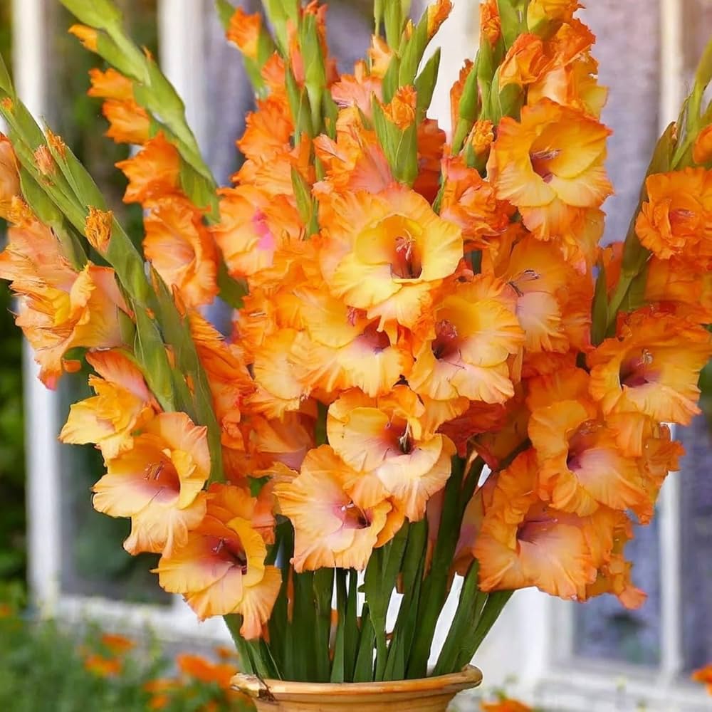 Orange Gelb Gladiole Blumensamen zur Aussaat – Bestäuber freundlich – Traditionssorte & ohne Gentechnik Samen Hausgarten