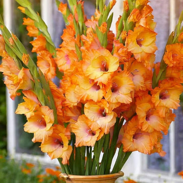 Orange Gelb Gladiole Blumensamen zur Aussaat – Bestäuber freundlich – Traditionssorte & ohne Gentechnik Samen Hausgarten