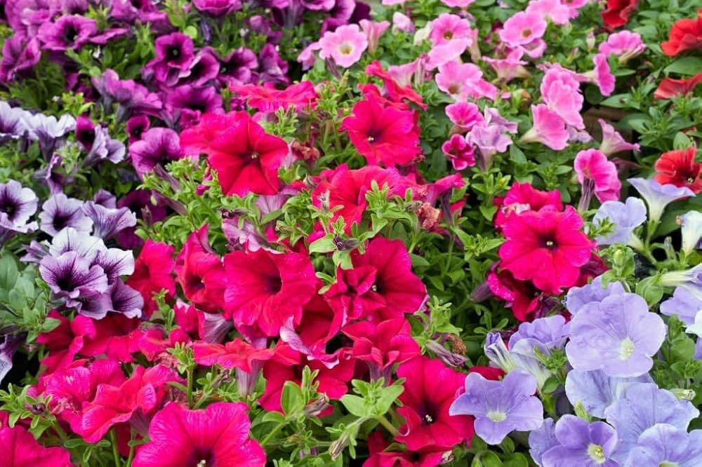Gemischt Petunie Petunie spp. Blumensamen zur Aussaat Blume Beet