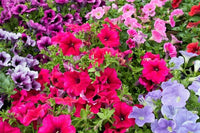 Gemischt Petunie Petunie spp. Blumensamen zur Aussaat Blume Beet