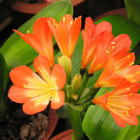 Orange Miniata Blumensamen zur Aussaat – leuchtend Blüten – Traditionssorte & ohne Gentechnik Samen Hausgarten