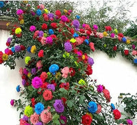 Mixed climbing rose rosa spp for anpflanzung in blume bed