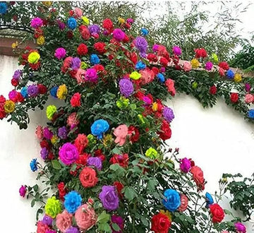 Mixed climbing rose rosa spp for anpflanzung in blume bed