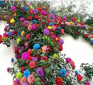 Mixed climbing rose rosa spp for anpflanzung in blume bed