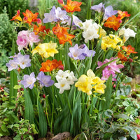 Mixed freesia blume samen for anpflanzung - hardy variety, heirloom & gmo free samen for home garten
 
 sale samen for anpflanzung in home garten