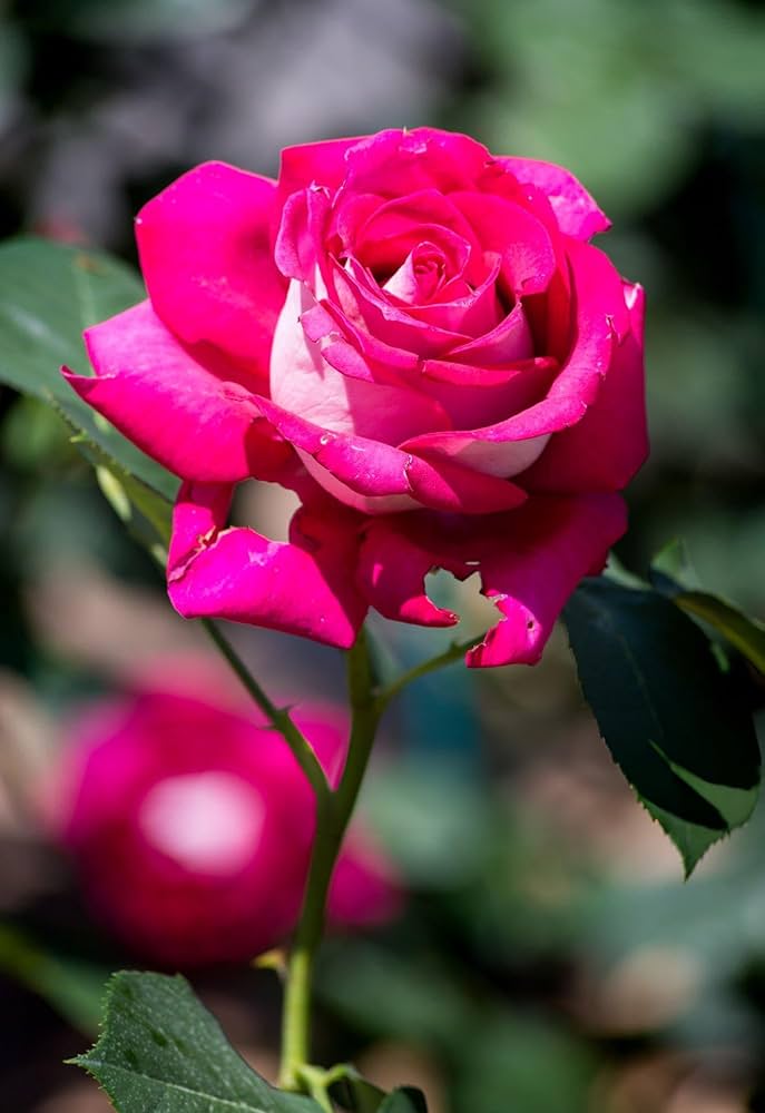 Rosa rose blume samen for easy anpflanzung