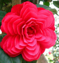 Bunte camellia for ornamental anpflanzung