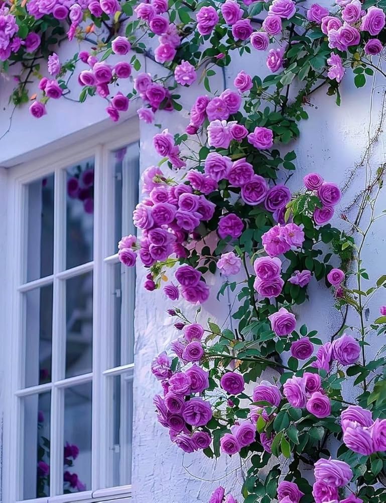 Lila kletternd Rose Blumensamen zur Aussaat – lang Blüte Saison – Traditionssorte & ohne Gentechnik Samen Hausgarten